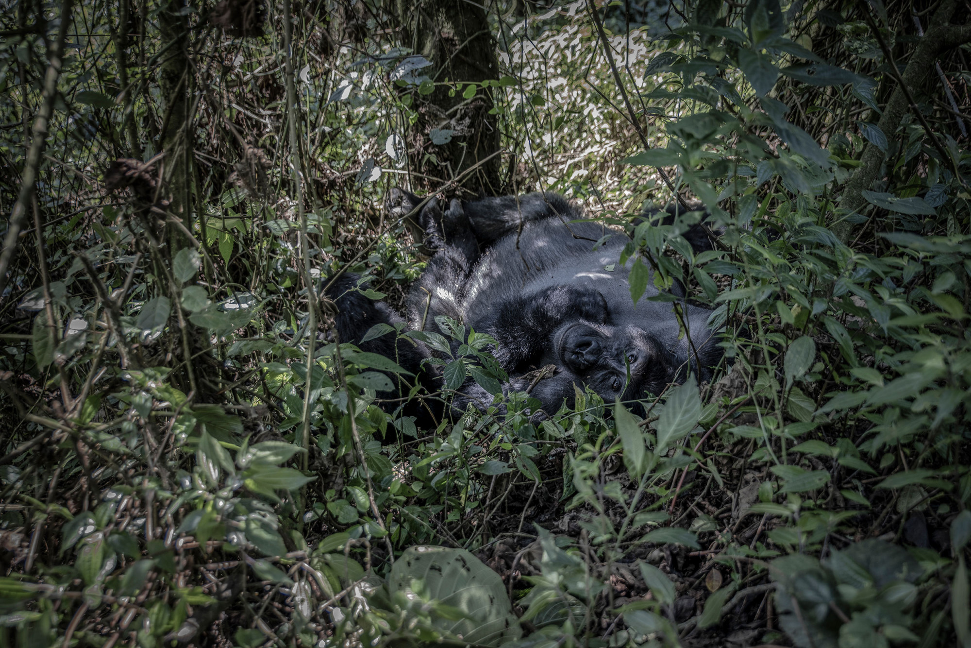 Kahuzi-Biega National Park, South-Kivu Province, September 05, 2021. Bonane, 250kg, one of the 14 gorilla family leaders followed by ecoguards and accustomed to human presence, resting in the forest. © Guerchom Ndebo for Fondation Carmignac