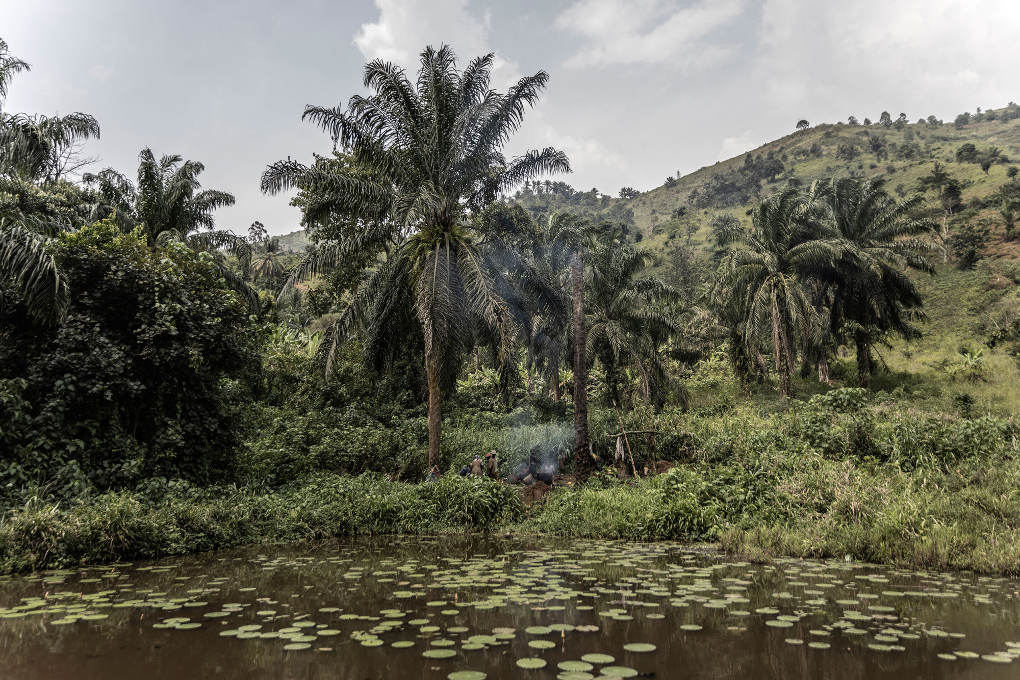 Bunyakiri, Sud-Kivu, 2 septembre 2021. Travailleurs dans une plantation d’huile de palme près du parc national de Kahuzi-Biega. © Guerchom Ndebo pour la Fondation Carmignac.