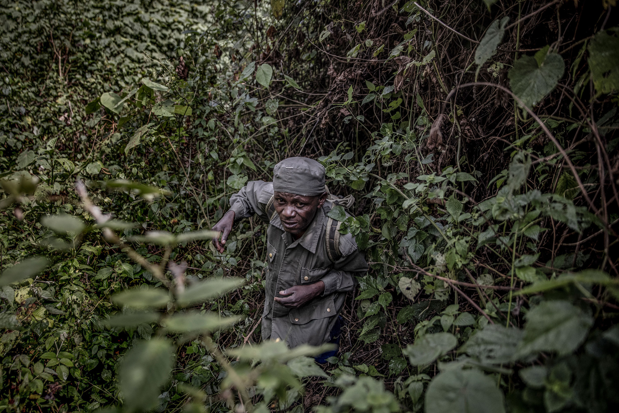 Parc national de Kahuzi-Biega, 5 septembre 2021. Kaboyi Machine, 52 ans, marche dans la forêt sur les traces des gorilles afin de permettre aux touristes de les localiser plus facilement. © Guerchom Ndebo pour la Fondation Carmignac.