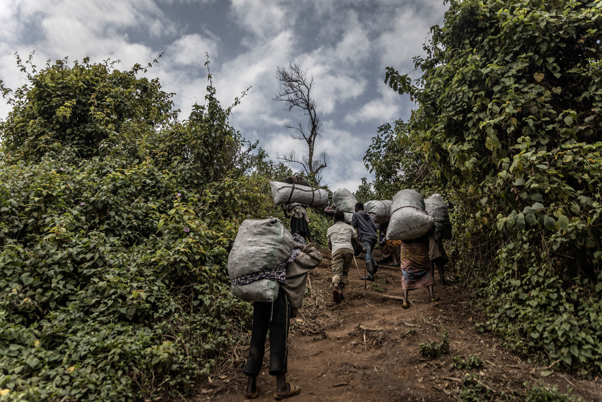 Bugamanda, parc national de Kahuzi-Biega, 3 septembre 2021. Un groupe de femmes de la communauté Batwa grimpe avec des sacs de charbon de bois qu’elles rapportent au village pour les vendre. © Guerchom Ndebo pour la Fondation Carmignac.